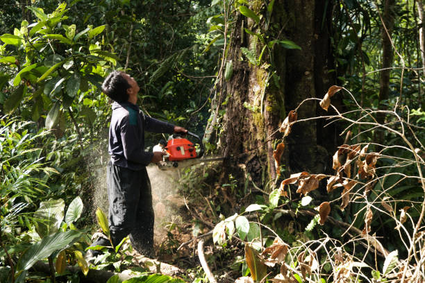 Trusted Oak Harbor, OH  Tree Services Experts