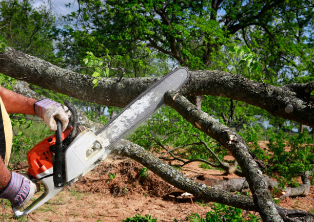 How Our Tree Care Process Works  in  Oak Harbor, OH